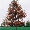 Swamp White Oak Quercus bicolor #15 - Image 2